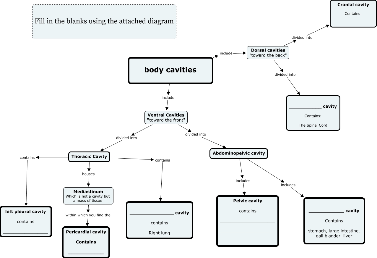 body cavities Biology Diagrams